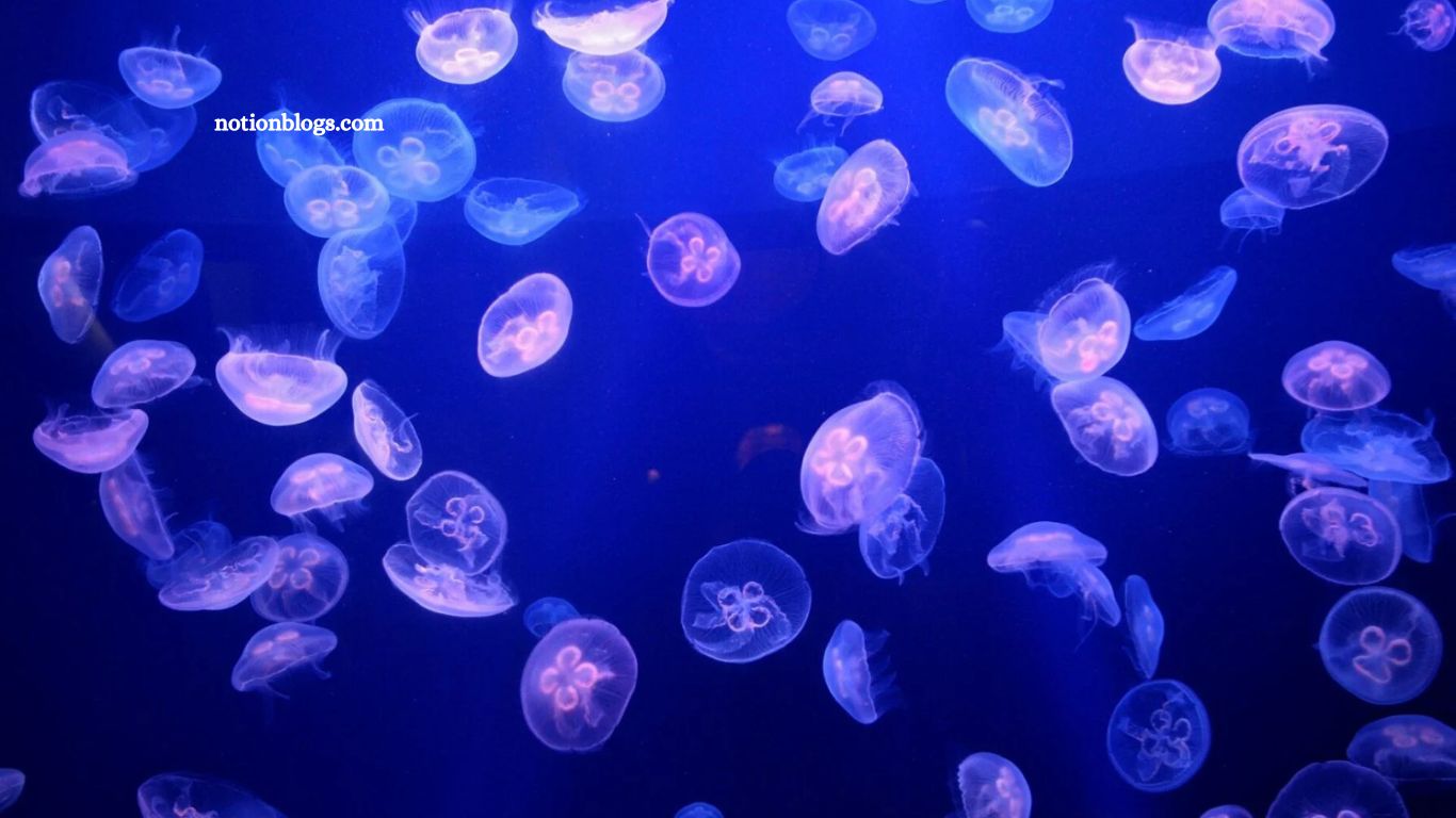 Jellyfish Swarm