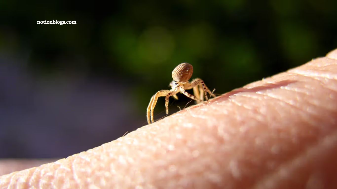 Spider Bite