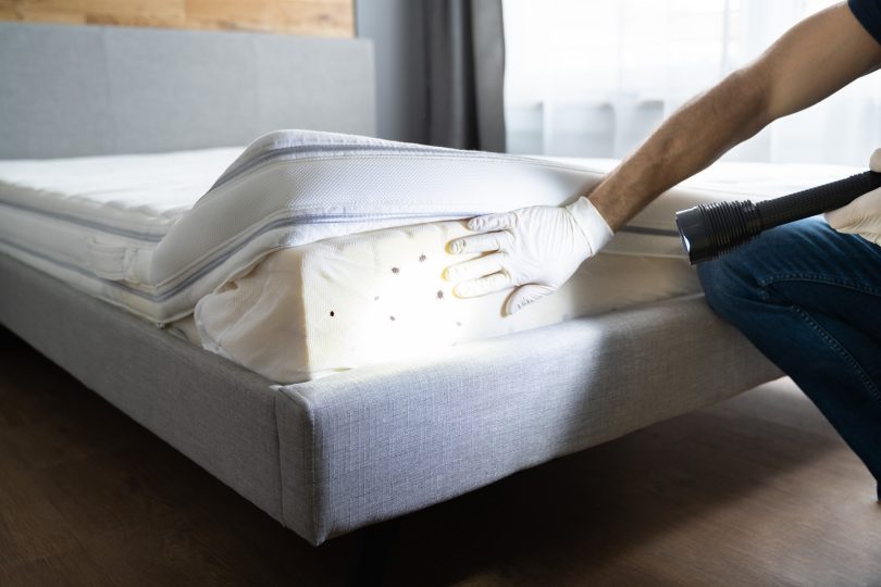 Keeping Your Property Pest-Free: How Pest