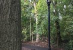 tree-lined pathways through a city park