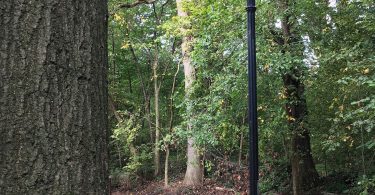 tree-lined pathways through a city park