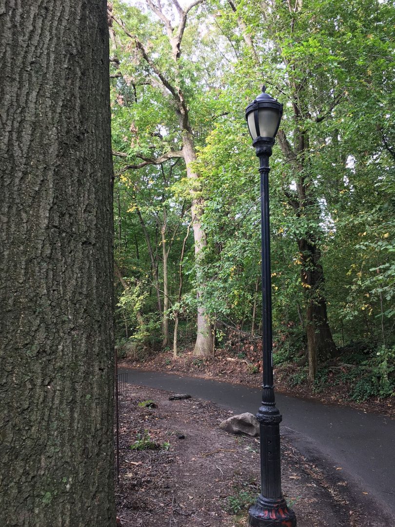 tree-lined pathways through a city park