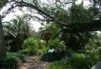 tree-lined pathways in a city park