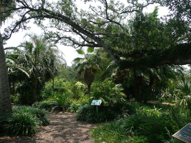 tree-lined pathways in a city park
